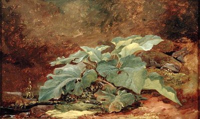 Studium łopianu (olej na papierze umocowany na płótnie) autorstwa John Frederick Kensett