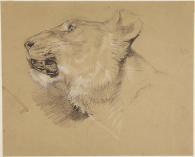Głowa lwicy autorstwa John Frederick Lewis