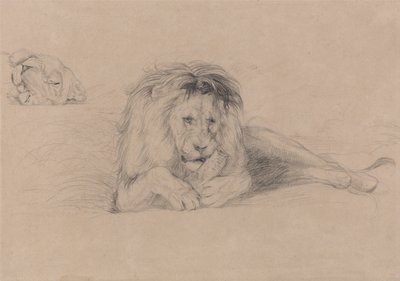 Studium lwa i studium głowy lwicy autorstwa John Frederick Lewis