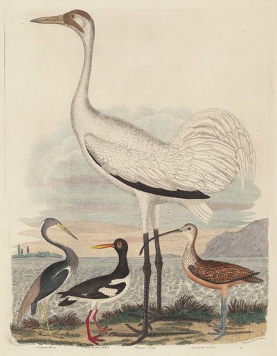 Louisiana Heron, Pied Oyster-catcher, Hooping Crane i Longbiled Curlew, opublikowane w latach 1808-1814. autorstwa John G. Warnicke
