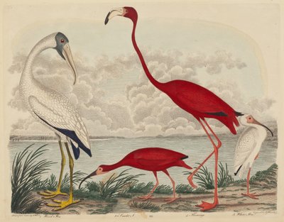 Ibis drzewny, ibis szkarłatny, flaming i biały ibis autorstwa John G. Warnicke after Alexander Wilson
