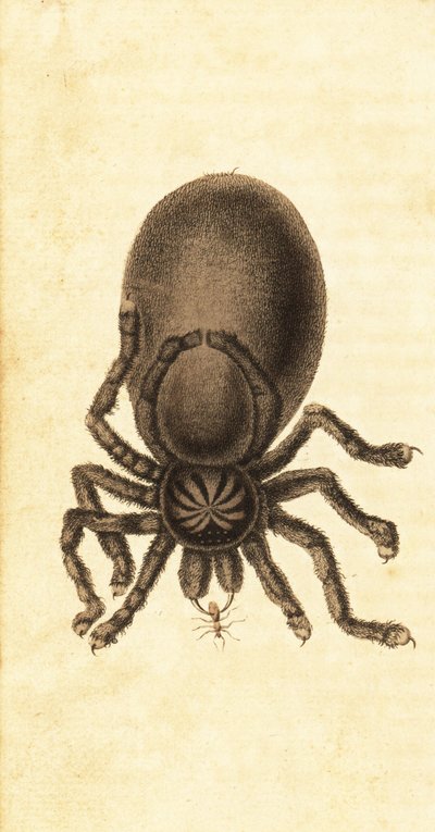 Tarantula różowa, Avicularia avicularia. 1800 (grawerowanie) autorstwa John Gabriel Stedman