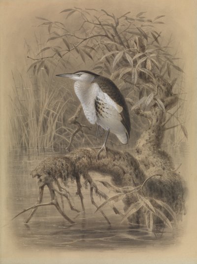 Mały bąk, Ixobrychus minutus autorstwa John Gerrard Keulemans