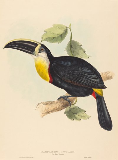 Całowanie Tukan Całowanie Ramphastosa. Twórcy: John Gould, Elizabeth Gould. autorstwa John Gould, Elizabeth Gould