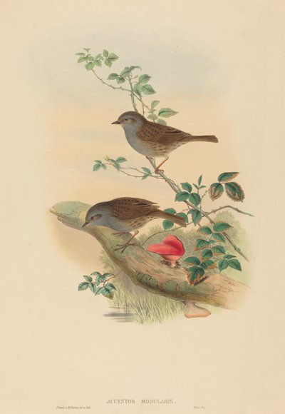 Accentor modularis Dunnock. Twórcy: John Gould, Henry Constantine Richter. autorstwa John Gould and Henry Constantine Richter John Gould and Henry Constantine Richter