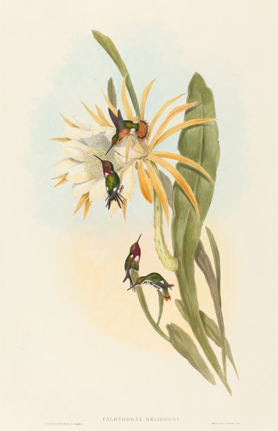 Calothorax heliodori. Twórcy: John Gould, Henry Constantine Richter. autorstwa John Gould and Henry Constantine Richter John Gould and Henry Constantine Richter