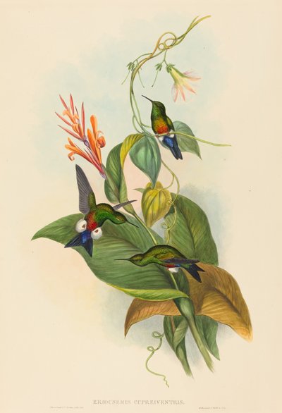 Eriocnemis cupreiventris Miedziana noga dmuchana. Twórcy: John Gould, Henry Constantine Richter. autorstwa John Gould and Henry Constantine Richter John Gould and Henry Constantine Richter