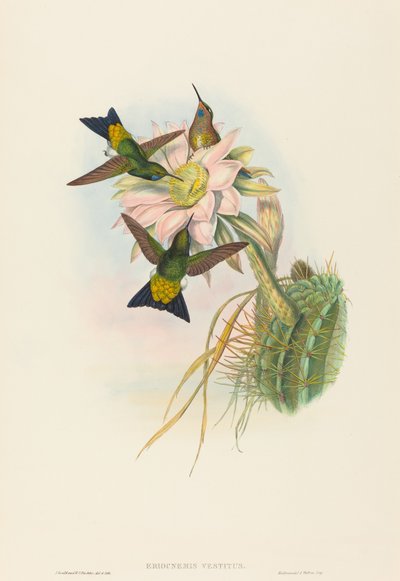 Eriocnemis vestitus Świecąca Puff-Noga. Twórcy: John Gould, Henry Constantine Richter. autorstwa John Gould and Henry Constantine Richter John Gould and Henry Constantine Richter