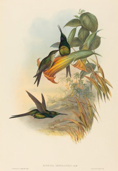 Eugenia imperatrix Cesarzowa Koliber. Twórcy: John Gould, Henry Constantine Richter. autorstwa John Gould and Henry Constantine Richter John Gould and Henry Constantine Richter