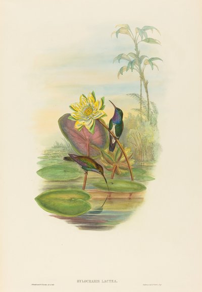 Hylocharis lactea Szafirowy szmaragd. Twórcy: John Gould, Henry Constantine Richter. autorstwa John Gould and Henry Constantine Richter John Gould and Henry Constantine Richter