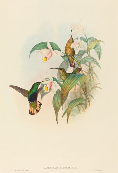 Lafresnaya flavicaudata Aksamitna pierś Buff-tailed. Twórcy: John Gould, Henry Constantine Richter. autorstwa John Gould and Henry Constantine Richter John Gould and Henry Constantine Richter