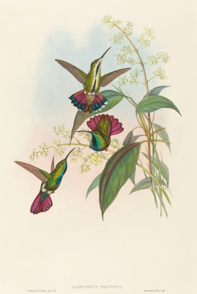 Lampornis prevosti. Twórcy: John Gould, Henry Constantine Richter. autorstwa John Gould and Henry Constantine Richter John Gould and Henry Constantine Richter