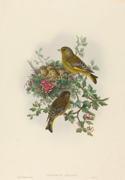 Ligurinus chloris Dzwoniec. Twórcy: John Gould, Henry Constantine Richter. autorstwa John Gould and Henry Constantine Richter John Gould and Henry Constantine Richter