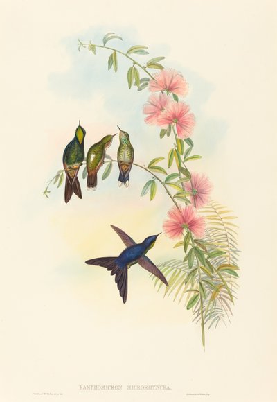 Ramphomicron microrhyncha Dzioborożec drobnodzioby. Twórcy: John Gould, Henry Constantine Richter. autorstwa John Gould and Henry Constantine Richter John Gould and Henry Constantine Richter