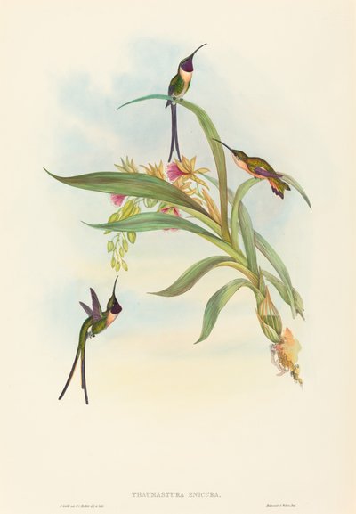 Tharmastura enicura Smukły ścinany ogon. Twórcy: John Gould, Henry Constantine Richter. autorstwa John Gould and Henry Constantine Richter John Gould and Henry Constantine Richter
