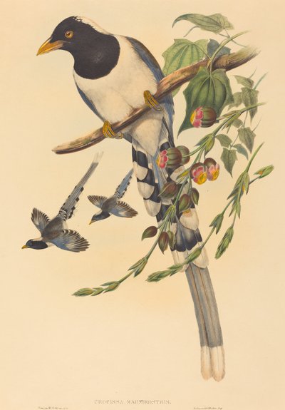 Urocissa magnirostris, prawdopodobnie 1850-1883. Twórcy: John Gould, Henry Constantine Richter. autorstwa John Gould and Henry Constantine Richter John Gould and Henry Constantine Richter
