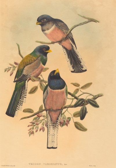 Trogan variegatus, prawdopodobnie 18361838. Twórcy: John Gould, William Matthew Hart. autorstwa John Gould, William Matthew Hart