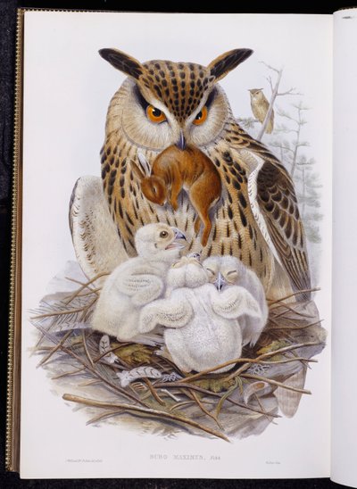 Puszczyk i pisklęta z „Ptaków Europy”, wydana w latach 1832-37 autorstwa John Gould