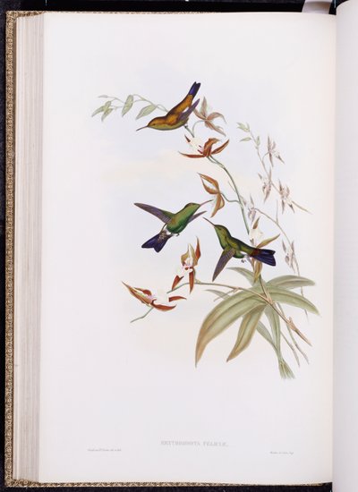 Monografia Trochilidae, czyli rodzina kolibrów, opublikowana w latach 1849-61 autorstwa John Gould