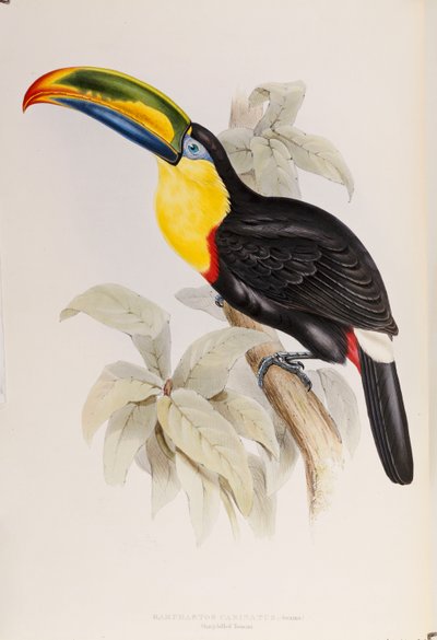 Monografia Ramphastidae, czyli rodzina Tukanów, wydanie pierwsze, opublikowana w 1834 r. autorstwa John Gould