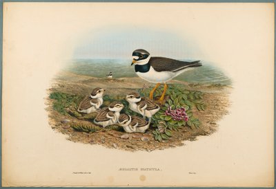 Aegialitis Hiaticula - Sieweczka obrożna (kolor lito na papierze tkanym) autorstwa John Gould