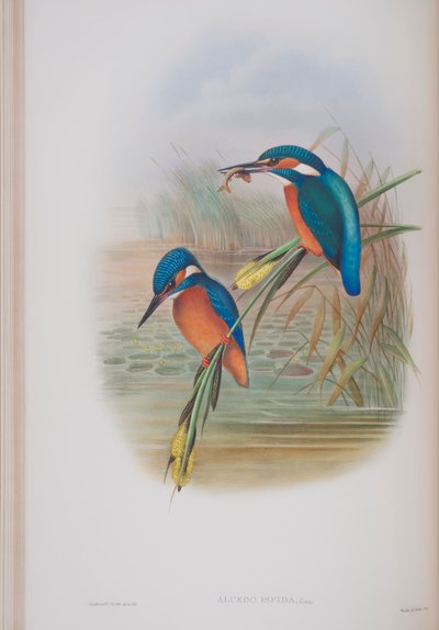 Alcedo Ispida, płyta z The Birds of Great Britain autorstwa Johna Goulda, wydana w latach 1862-73 (litografia ręcznie kolorowana) autorstwa John Gould