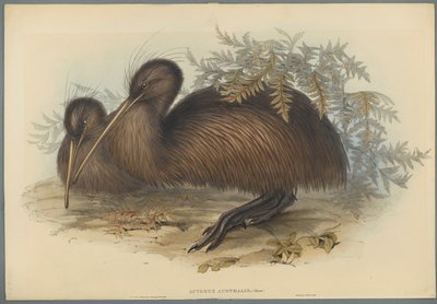 Apteryx Australis (kolor lito na papierze tkanym) autorstwa John Gould