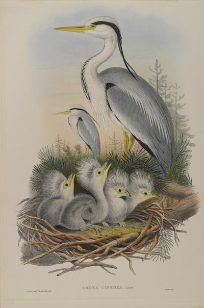Ardea Cinerea - Czapla autorstwa John Gould