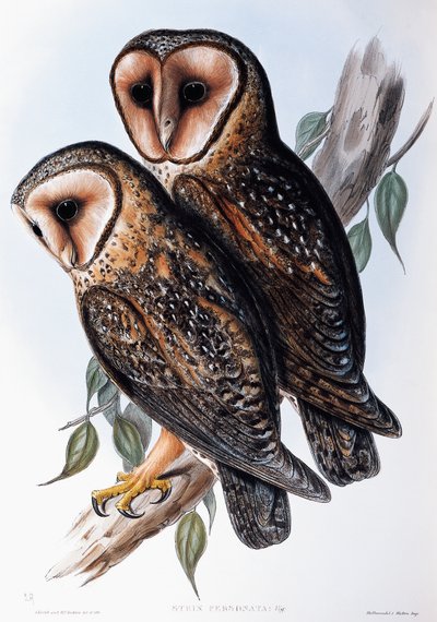 Australian Masked-Owl (Strix personata), litografia z Birds of Australia autorstwa John Gould