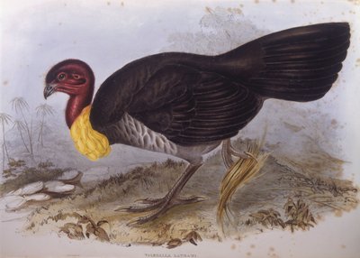 Australijski indyk szczotkowy (Alectura lathami), rycina autorstwa Johna Goulda autorstwa John Gould