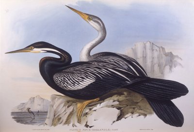 Australijski darter (Anhinga novaehollandiae), Grawerowanie Johna Gould autorstwa John Gould