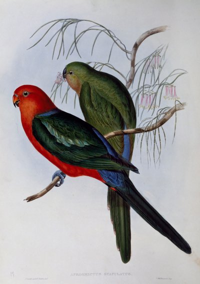Król Australii Parrot (Alisterus scapularis), grawerowanie Johna Goulda (1804-1881) i Henry