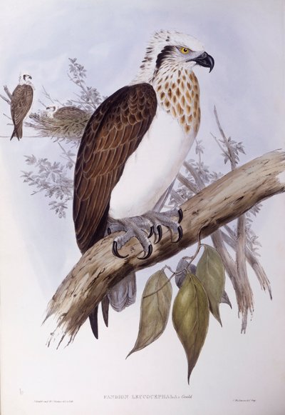 Rybołów australijski (Pandion haliaetus cristatus), Grawerowanie Johna Gould autorstwa John Gould