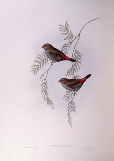 Piękny firetail (Stagonopleura bella), Grawerowanie autorstwa Johna Gould autorstwa John Gould