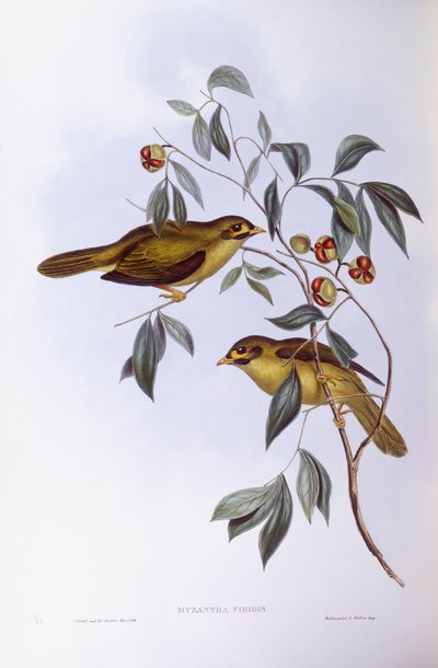 Dzwonnik (Manorina melanophrys), Grawerowanie Johna Gould autorstwa John Gould