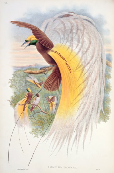 Диваажингийн шувуу, "Шинэ Гвинейн шувууд" поли autorstwa John Gould