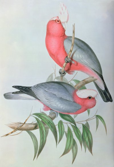 Ptaki Azji autorstwa John Gould