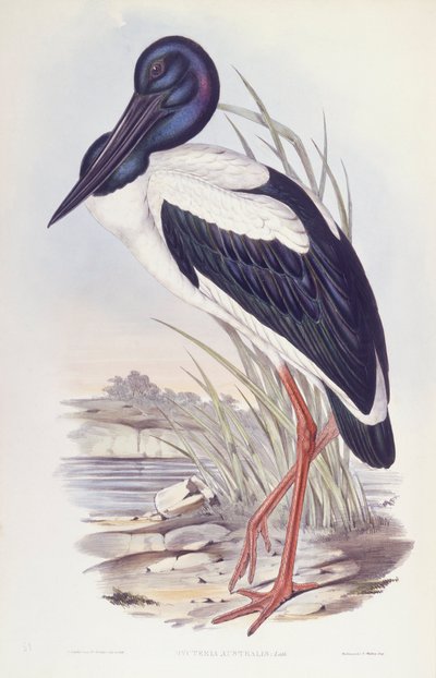 Bocian czarnoszyi (Ephippiorhynchus asiaticus), Grawerowanie Johna Goulda autorstwa John Gould