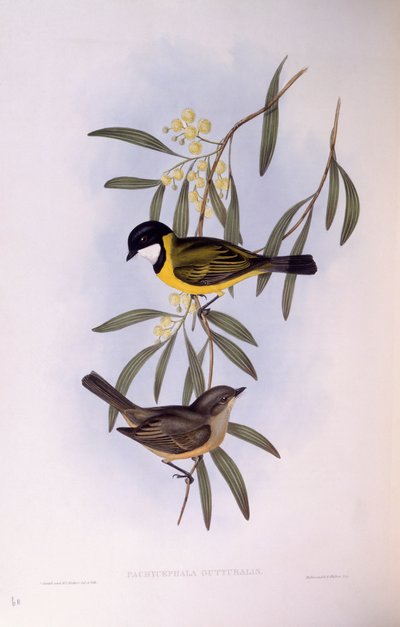 Świstak czarnoogoniasty (Pachycephala melanura), Grawerowanie Johna Gould autorstwa John Gould