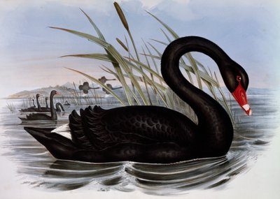 Czarny łabędź (Cygnus atratus), grawerowanie z Birds of Australia autorstwa John Gould