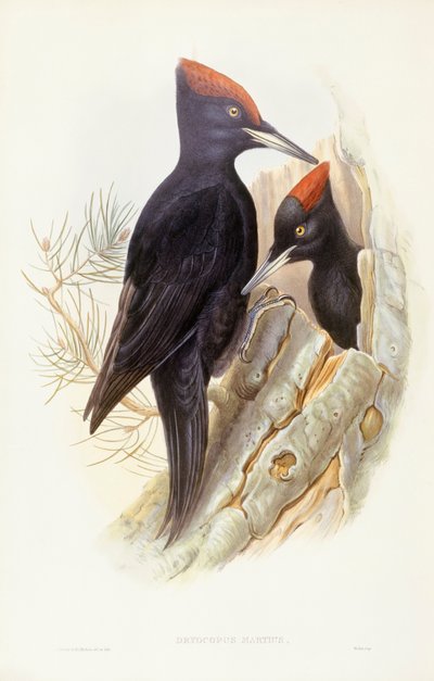 Dzięcioł czarny (Dryocopus martius), Grawerowanie John Gould autorstwa John Gould