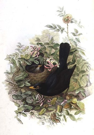 Kos autorstwa John Gould