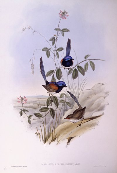 Wróżka błękitnopierśna (Malurus pulcherrimus), Grawerowanie Johna Gould autorstwa John Gould