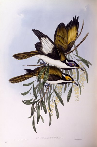 Miodożer o niebieskiej twarzy (Entomyzon cyanotis), Grawerowanie Johna Gould autorstwa John Gould