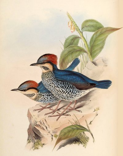 Niebieski Pitta Pitta cyanea Blyth autorstwa John Gould