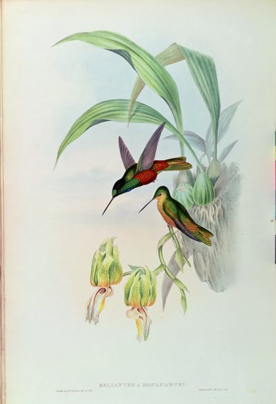 Koliber z gwiazdą Bonaparte (kolorowa lito) autorstwa John Gould
