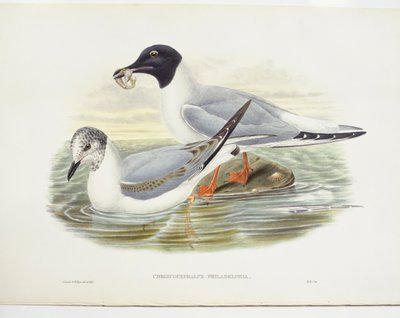 Mewa Bonapartego (Larus philadelphia), ilustracja autorstwa John Gould