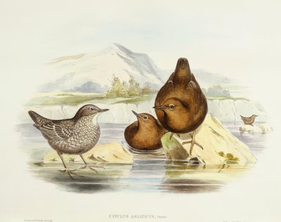 Brązowy wóz (Cinclus pallasii), Grawerowanie Johna Gould autorstwa John Gould