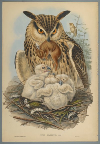 Bubo Maximus: Sowa (kolor lito na papierze tkanym) autorstwa John Gould