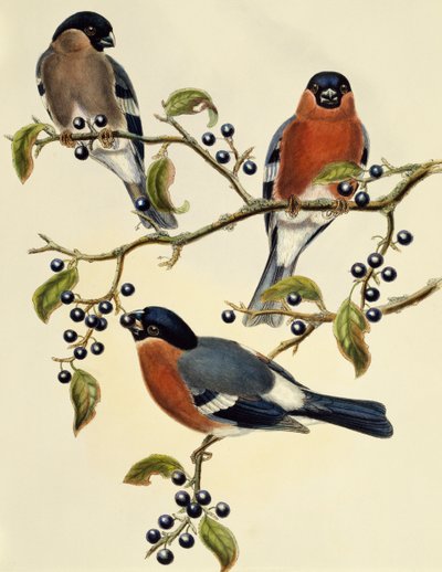 Gil zwyczajny (Pyrrhula pyrrhula), grawerowanie Johna Goulda (1804-1881). Zjednoczone Królestwo autorstwa John Gould